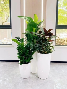 宁波盆景租摆设计